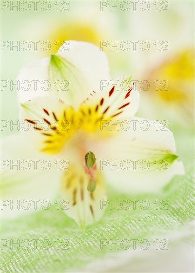 Studio shot of white Alstroe Meria.