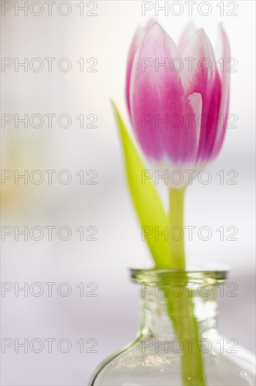 Studio shot of pink tulip in glass vase.