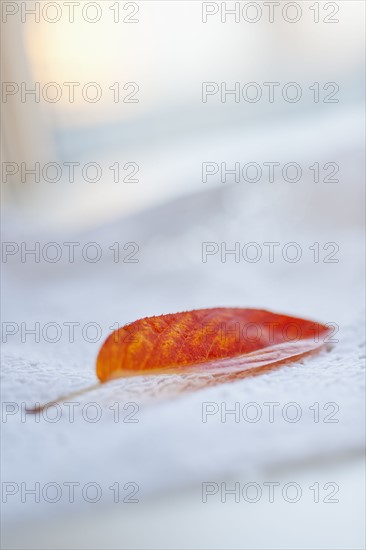 Studio shot of orange leaf.