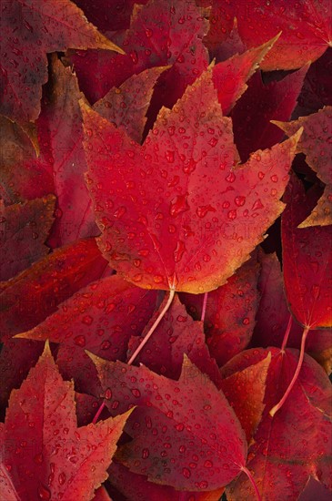 Red fall leaves with water drops.