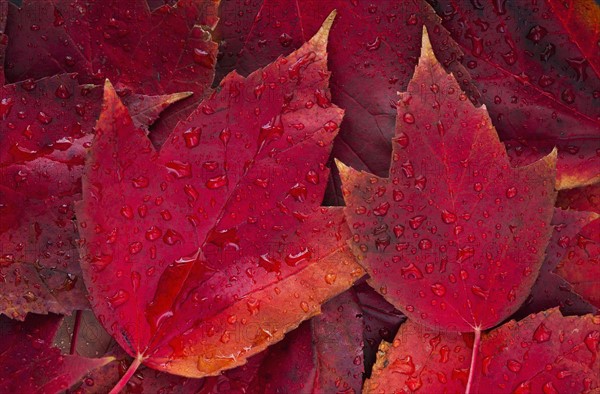 Red fall leaves with water drops.