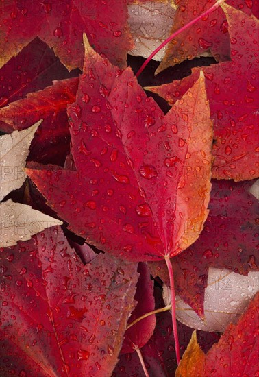 Red fall leaves with water drops.