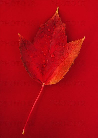 Studio shot of red fall leaf with water drops.