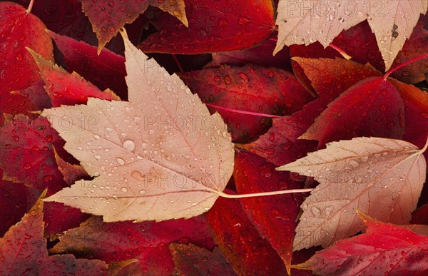 Red fall leaves with water drops.