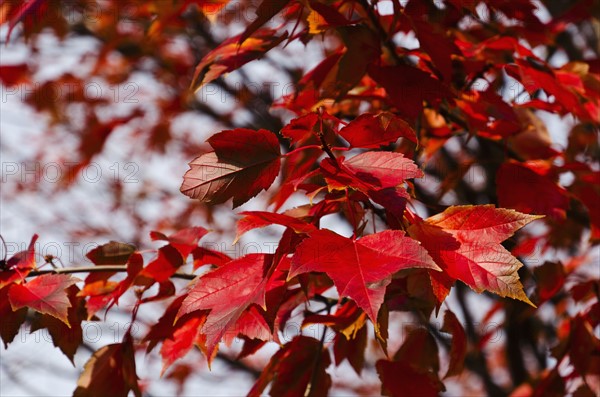 Red fall leaves on tree branch.