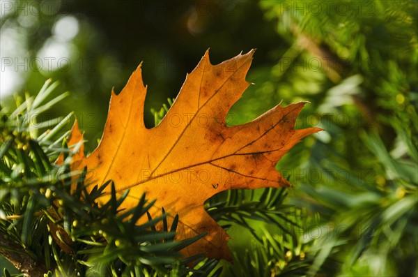 Close-up of brownish leaf on spruce tree.