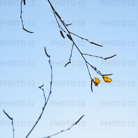 Close-up of tree branch in autumn.