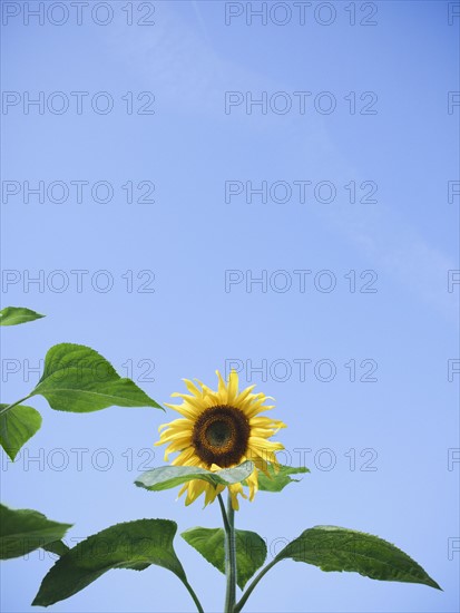 Sunflower against clear sky. Photo: Jamie Grill