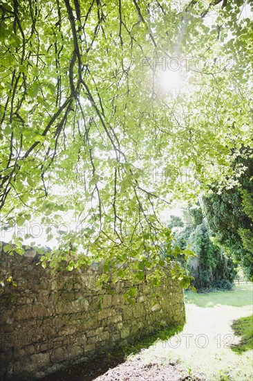 Ireland, County Westmeath, Sun shining through tree branch. Photo : Jamie Grill