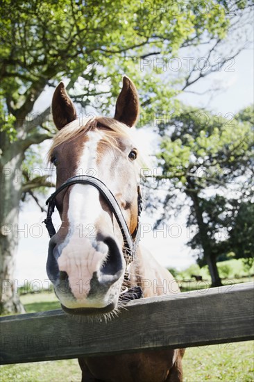 Close-up of horse in farm. Photo : Jamie Grill