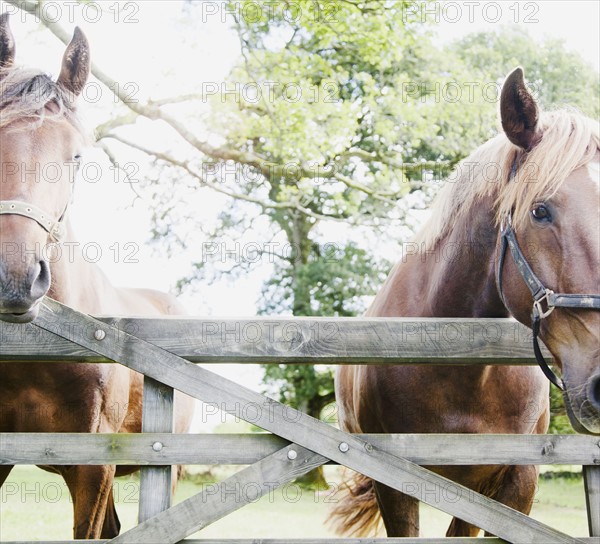 Horses in farm. Photo : Jamie Grill