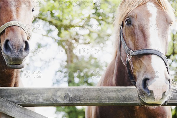 Horses in farm. Photo : Jamie Grill