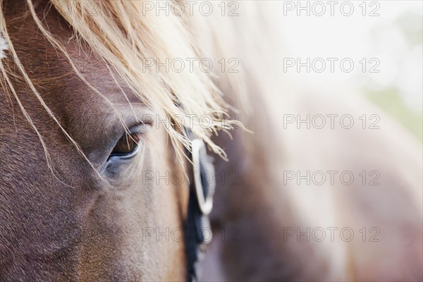 Close-up of horse. Photo : Jamie Grill