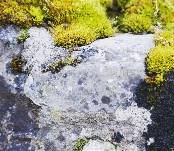 Ireland, County Westmeath, Moss on rock. Photo : Jamie Grill