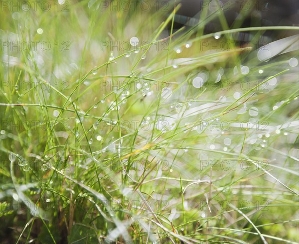 Dew on grass. Photo: Jamie Grill