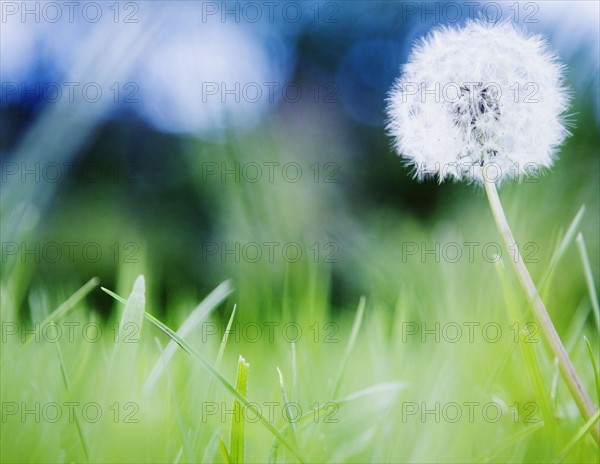 Dandelion in meadow. Photo : Jamie Grill