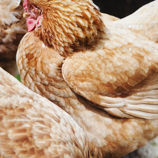 Close-up of hen. Photo: Jamie Grill