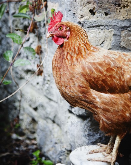 Close up of chicken. Photo : Jamie Grill