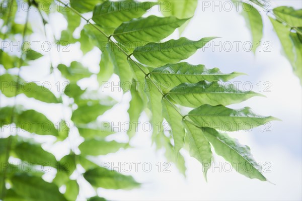 Close up of vine leaf. Photo : Jamie Grill
