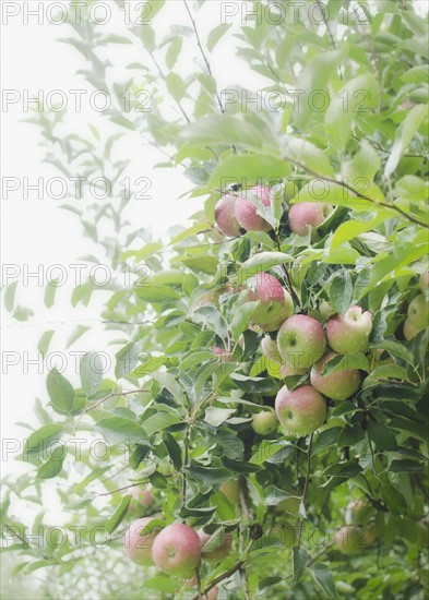 Close up of apple tree in orchard. Photo: Jamie Grill