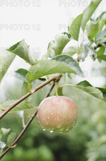 Close up of apple on branch. Photo : Jamie Grill