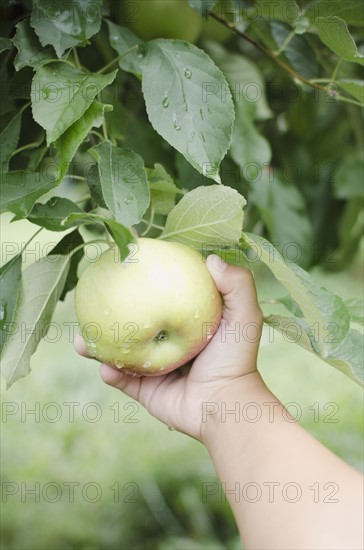 Close up of girl's (8-9) hand picking apple . Photo : Jamie Grill