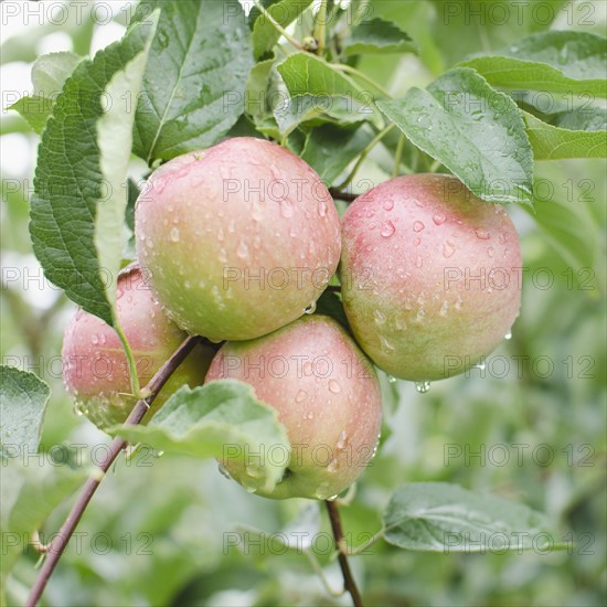 Close up of apples on branch. Photo : Jamie Grill