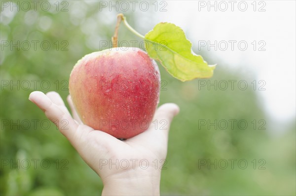 Close up of girl's (8-9) hand holding red apple. Photo: Jamie Grill