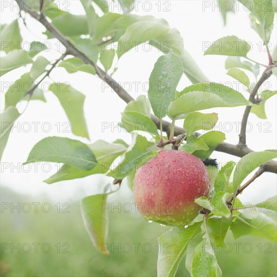 Close up of apple on branch. Photo: Jamie Grill