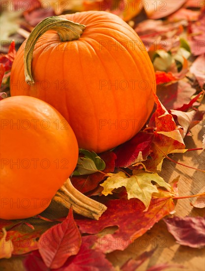 Halloween pumpkins. Photo : Daniel Grill