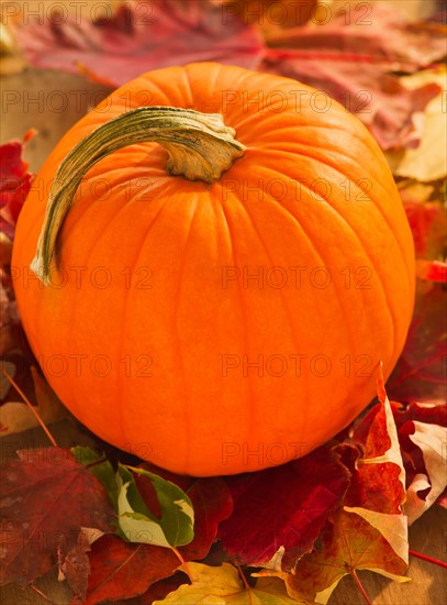 Halloween pumpkin. Photo : Daniel Grill