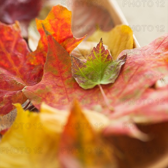 Colorful autumn leaves. Photo : Daniel Grill