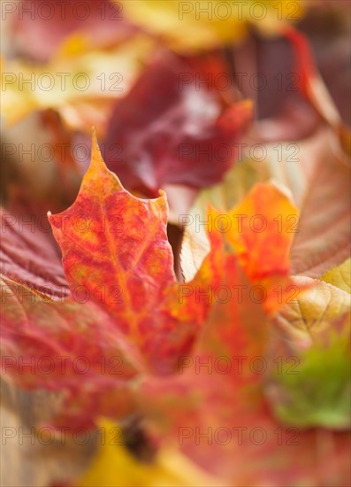 Colorful autumn leaves. Photo: Daniel Grill