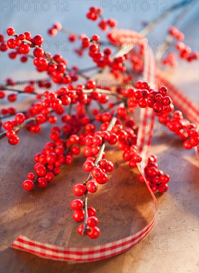 Winter berry branch. Photo : Daniel Grill