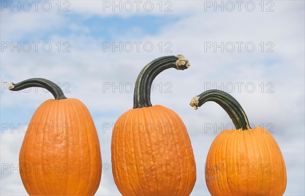 Three pumpkins. Photo : fotog