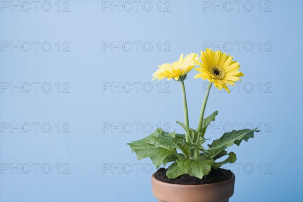 Yellow flowers on blue background. Photo : Kristin Lee