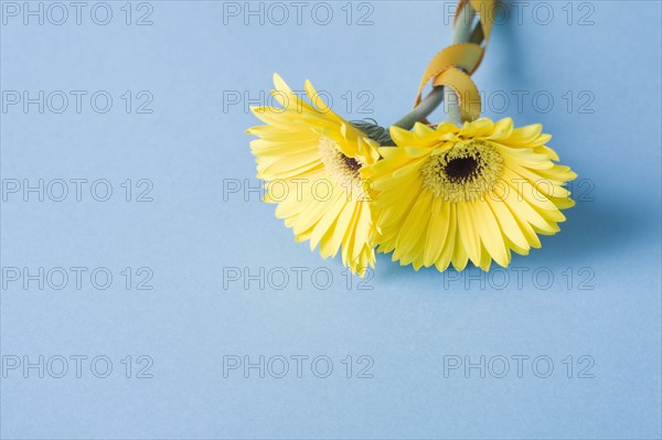 Yellow flowers on blue background. Photo: Kristin Lee