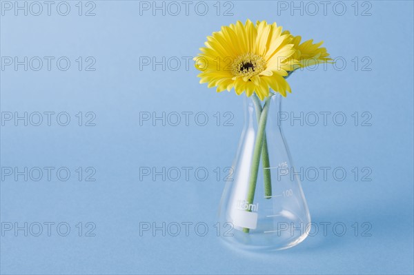 Yellow flowers in vase on blue background. Photo: Kristin Lee
