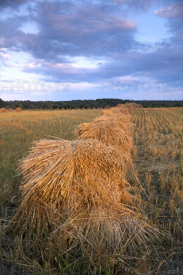 USA, New York State, Field with haystacks. Photo: John Kelly