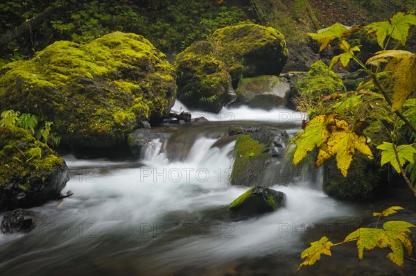 USA, Oregon, Eagle Creek. Photo : Gary Weathers