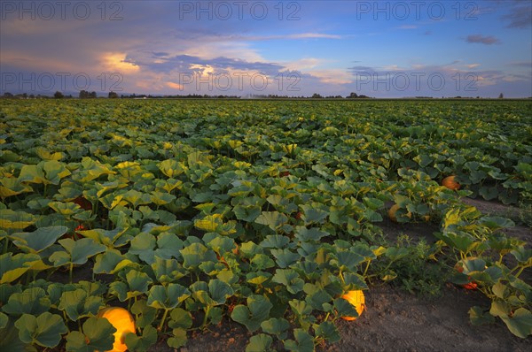 USA, Oregon, Marion County, Pumpkin Patch. Photo : Gary Weathers