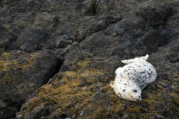 USA, Oregon, Lincoln County, Seal on rock. Photo: Gary Weathers