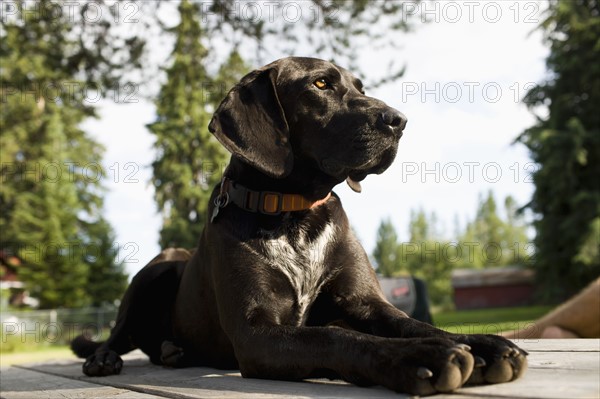 Black dog in backyard. Photo : Noah Clayton