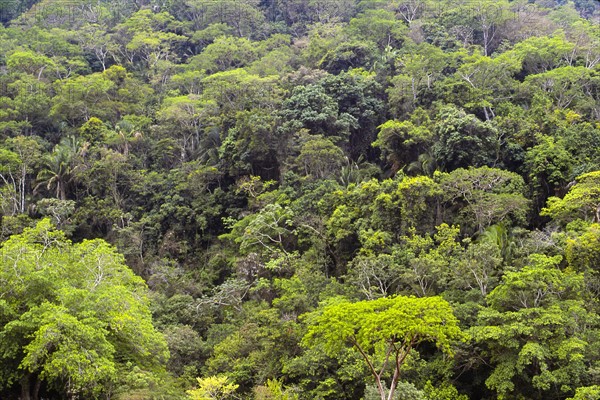 Mexico, Jalisco, Puerto Vallarta, Green forest. Photo : DKAR Images