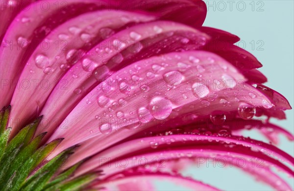 Studio close-up of gerbera daisy.