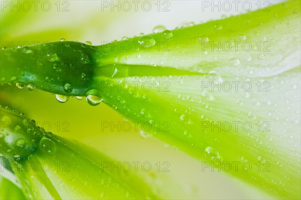 Studio close-up of green amaryllis.