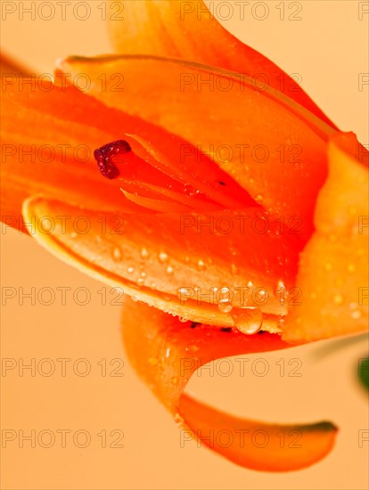 Studio close-up of tiger lily.