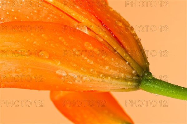 Studio close-up of tiger lily.