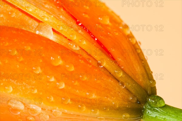 Studio close-up of tiger lily.