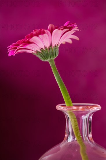 Studio close-up of gerbera daisy.